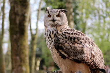 SOVA BEZ PERJA izgleda kao minijaturni DINOSAURUS!