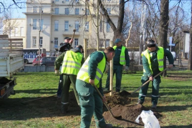 RADNA AKCIJA:  U Karađorđevom parku 11 novih stabala!