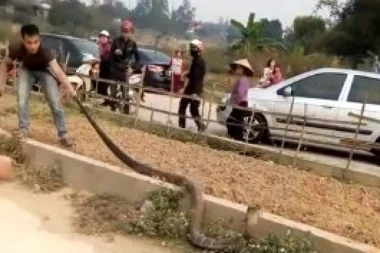 (VIDEO) HOROR NA PUTU: Kraljevska kobra blokirala saobraćaj!