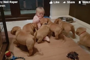 (VIDEO) Slatka borba za kolačić: ŠEST ŠTENACA NA JEDNU BEBU!