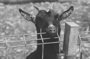 Meštani linčovali muškarca jer je ČOVEKA PRETVORIO U KOZU?!