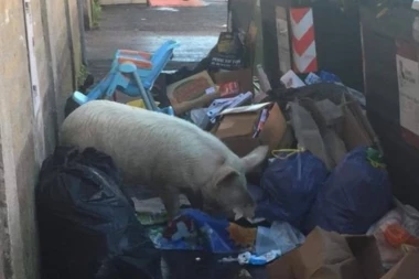 ŠTA SE DEŠAVA SA RIMOM UOČI IZBORA? Uslikana svinja u đubretu usred grada