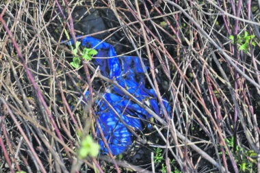 SLIKE UBIJENE JELENE U KANALU!