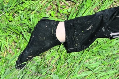 SLIKE MRTVE JELENE U KANALU!