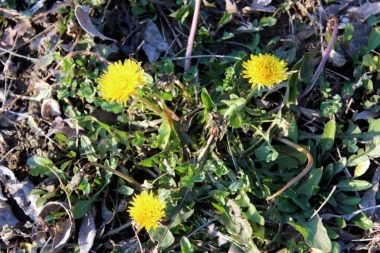 ČAJEM OD MASLAČKA PROTIV CELULITA: Prirodnim lekovima se izborite sa masnim naslagama ispod kože