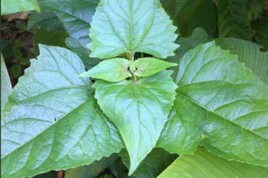 SMEŠNO ILI TUŽNO? Ukoliko prepoznajete ove osobine - imate bolest PAREIDOLIJU