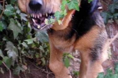 UŽAS U LAZAREVCU: Mladić namerno pustio krvoločnog psa na devojčicu (9)