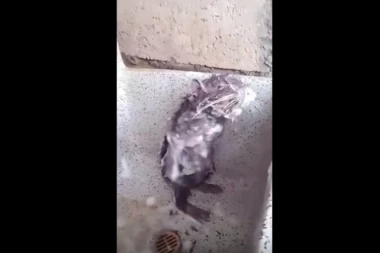 OVO NIJE MOGUĆE: PACOV SE TUŠIRA KAO ČOVEK!