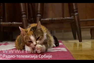 NAJSTARIJA MAČKA NA SVETU ŽIVI U SRBIJI: Kika iz Velikog Gradišta ima 31 godinu