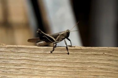 Najezda skakavaca u Keniji