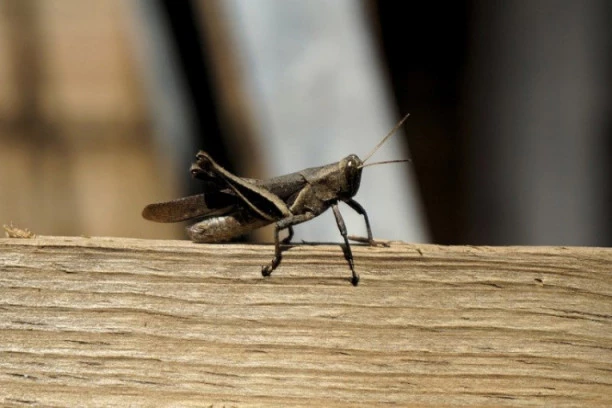 Najezda skakavaca u Keniji