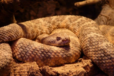 (FOTO) Na ulicama Podgorice: ČEKA VAS METAK ILI PITON