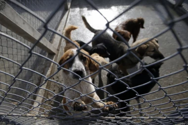 (VIDEO) 80 PASA SPAŠENO SA FARME MESA, gde psi idu IZ KAVEZA U TANJIR