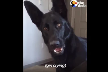 (VIDEO) PAS ČUO BEBU KAKO PLAČE I ONDA URADIO NEŠTO NEVEROVATNO!