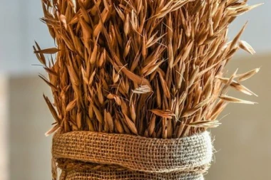 OTKRIVAMO: Ječam smanjuje šećer i holesterol u krvi