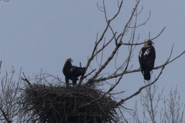 Orao krstaš - samo na grbu ili i u prirodi?