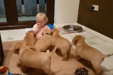 Delite poslasticu sa kućnim ljubimcima - OVA BEBA JE NAUČILA LEKCIJU!