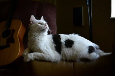 Većina životinja uskoro neće moći sa vlasnikom u avion