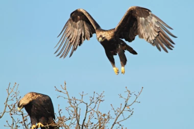 Proglašena nova značajna područja za ptice: Srbija dobila novu IBA mrežu