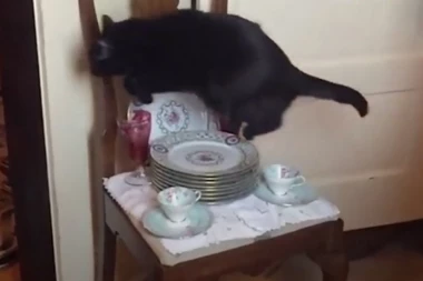 (VIDEO) Ovoj maci se smeje CEO INTERNET!