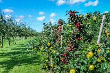 Izvoz voća i povrća u Evropsku uniju još pet godina bez carina