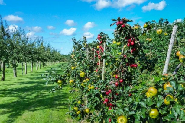 Izvoz voća i povrća u Evropsku uniju još pet godina bez carina