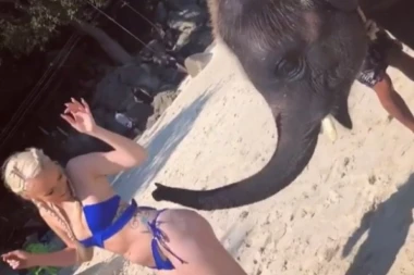 (VIDEO) NE, NIJE VIC: SLON PLJESKA PLAVUŠU PO GUZI!