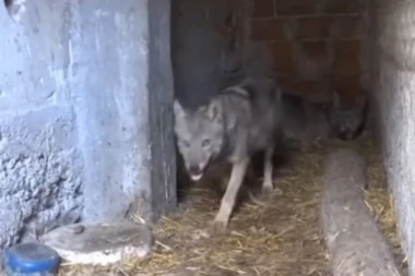 OD HAJKE DO LJUBAVI: Porodica iz sela Đinđuš čuva vukove kao ljubimce!