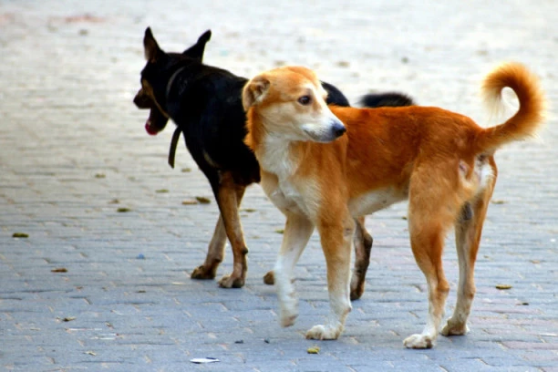 ČOPOR PASA LUTALICA NAPAO DEVOJČICU U SOPOTU! Samo nekoliko minuta kasnije uzujedali još jedno dete! MAJKE IH JEDVA SPASLE!