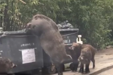 (VIDEO) "Pigzila" je nova zvezda Interneta!