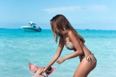 SVINJE NA BAHAMIMA ŽIVE SAN SVAKOG ČOVEKA!