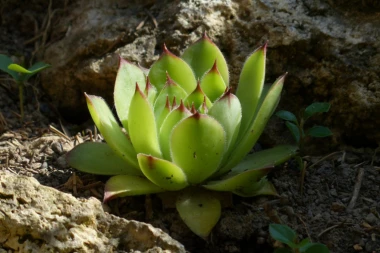 RUSKO ČUDO: Čuvarkuća eliminiše miom materice!
