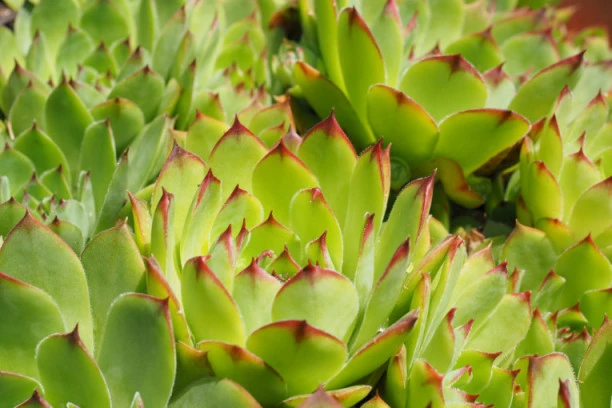 SOK OD ČUVARKUĆE: Moćan lek za brojne tegobe možete gajiti u saksiji ili vrtu