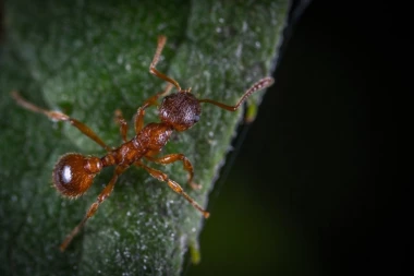 Najjači afrodizijaci: KRV KOBRE I GUSENICE DIŽU IZ MRTVIH!