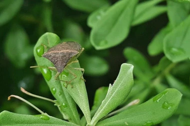 Entomolog otkriva: Zašto je ovakva najezda SMRDIBUBA i kada ćemo ih se rešiti
