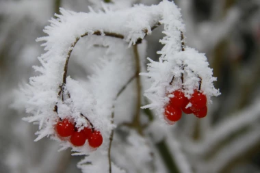 VOĆARI SE HVATAJU ZA GLAVU: Zakasneli sneg će srozati prinos!