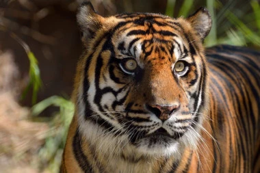 UNAKAZILI ČUVARA: Dva tigra POBEGLA iz zooparka, pripadaju ugroženoj vrsti!