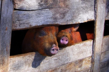 Alarmantno! Veterinarska inspekcija reagovala! Zbog zarazne bolesti izvršena eutanazija svinja!