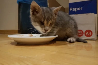 Pronašli ste napušteno mače na ulici? Evo saveta kako da mu pomognete