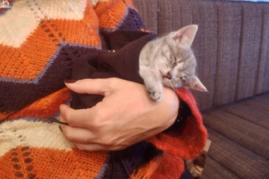 Evo zašto mačke ne vole kada ih nosimo u naručju