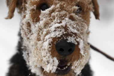 TUGA DO NEBA! Pas čekao ispred bolnice 4 meseca, ali vlasnik nije izašao živ!
