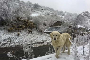 ČOVEKOV NAJBOLJI PRIJATELJ u snežnim čarolijama!