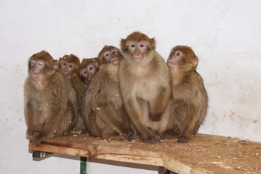 Pandemija korone ugrozila Zoo vrtove i očuvanje mnogih vrsta