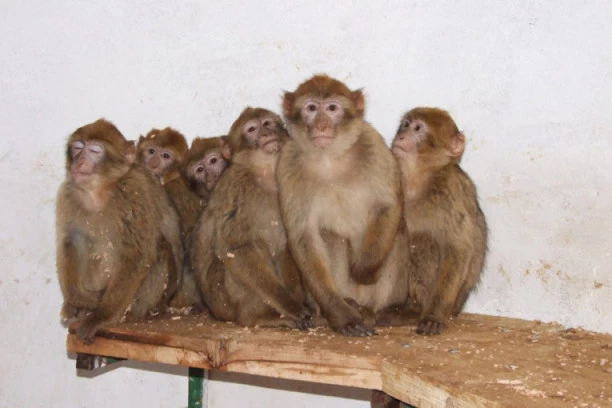 Pandemija korone ugrozila Zoo vrtove i očuvanje mnogih vrsta