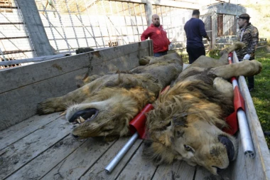 SVETSKI DAN DIVLJIH VRSTA: Stop ugrožavanju životinja!