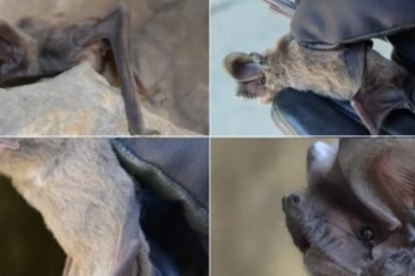 U SRBIJI SE POJAVILO MISTERIOZNO STVORENJE: Imaju ogromne uši i krila, čak i SMRDE!