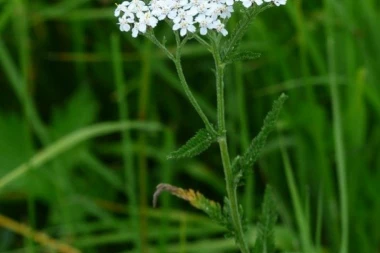 HAJDUČKA TRAVA KAO LEK: Zaceljuje rane i reguliše ciklus