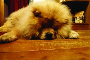 TESTIRAJTE ZDRAVSTVENO STANJE PSA KOD KUĆE: Depresivan pas je možda bolestan