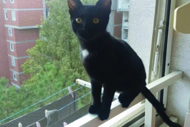 Preciznije od meteorologa: Mace predosećaju nevreme!