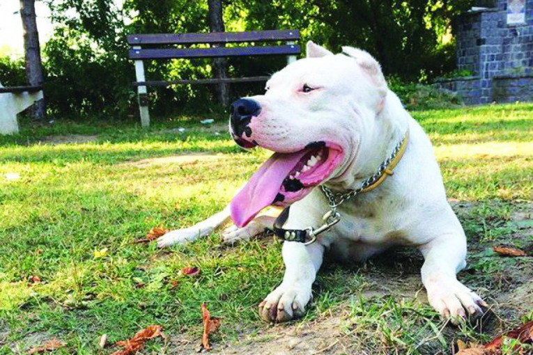 Ja sam Selena, volim da trčim i da se mazim, a najviše volim da grizem cipele